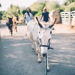 Finca Can Paulino (Adults Only)