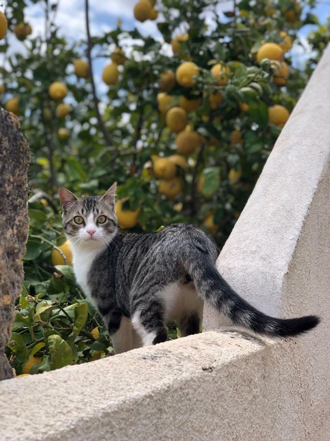 Country house Paulino (adults Only) Llucmajor (Mallorca)